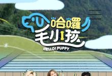 2023台剧《哈啰!毛小孩》全15集 HD1080P 迅雷下载-沐风文化